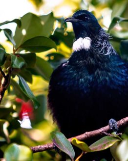 Tui. Hibiscus Coast.