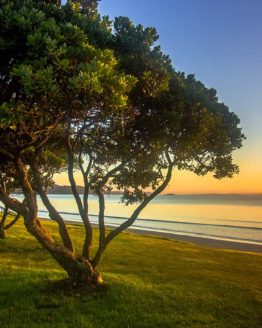 Orewa Beach Hibiscus Coast