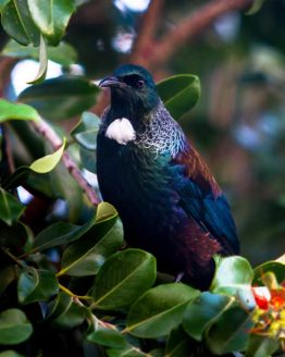 Tui Hibiscus Coast
