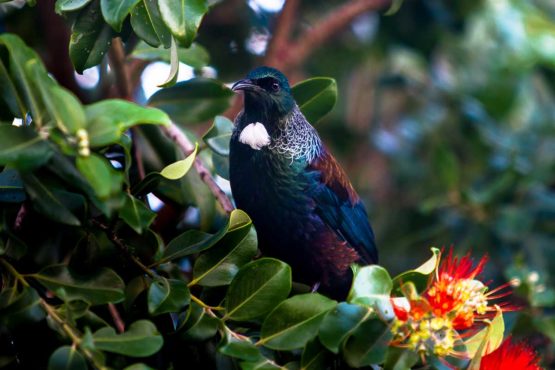 Tui Hibiscus Coast