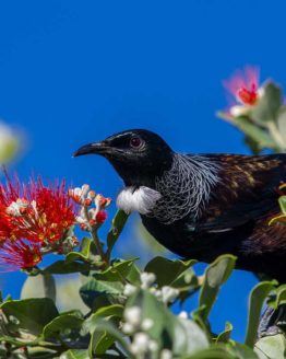 Tui Hibiscus Coast