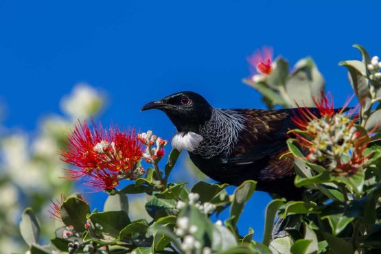 Tui Hibiscus Coast