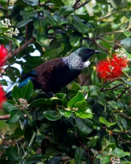 Tui Hibiscus Coast