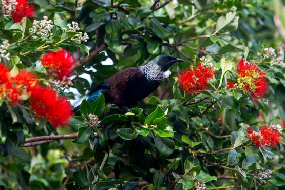 Tui Hibiscus Coast