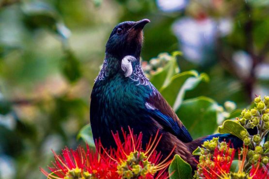 Tui Hibiscus Coast