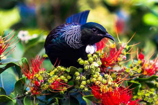 Tui Hibiscus Coast
