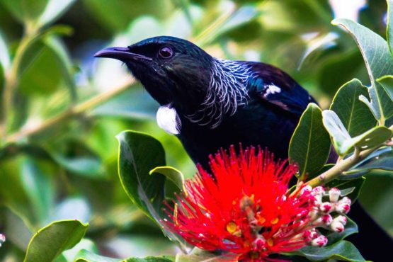 Tui Hibiscus Coast