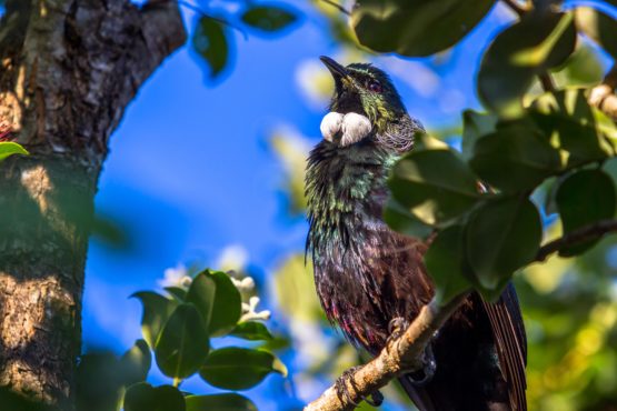 Tui Hibiscus Coast