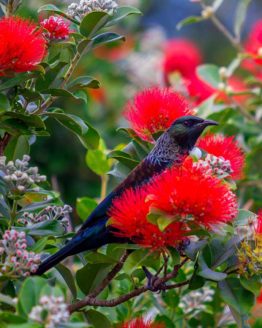 Hibiscus Coast New Zealand