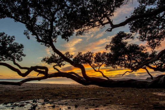 Stanmore Bay Hibiscus Coast.