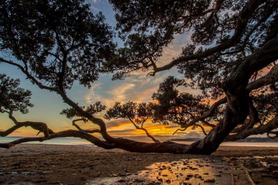 Stanmore Bay Hibiscus Coast.