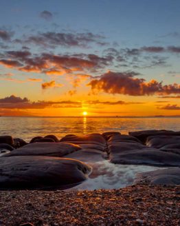 Little Manly Hibiscus Coast