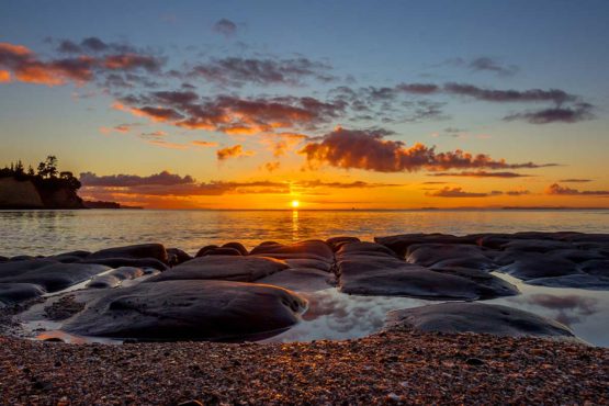 Little Manly Hibiscus Coast
