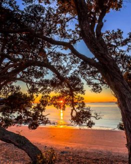 Little Manly Hibiscus Coast