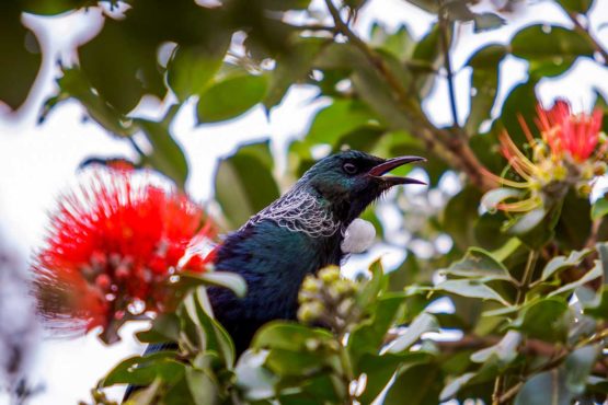 Hibiscus Coast Tui Whangaparaoa