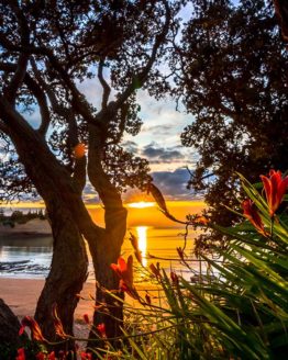 Little Manly Hibiscus Coast