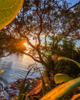 Little Manly Hibiscus Coast.11.18