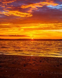Little Manly Hibiscus Coast