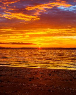 Little Manly Hibiscus Coast