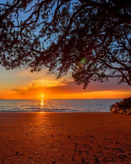 Little Manly Hibiscus Coast